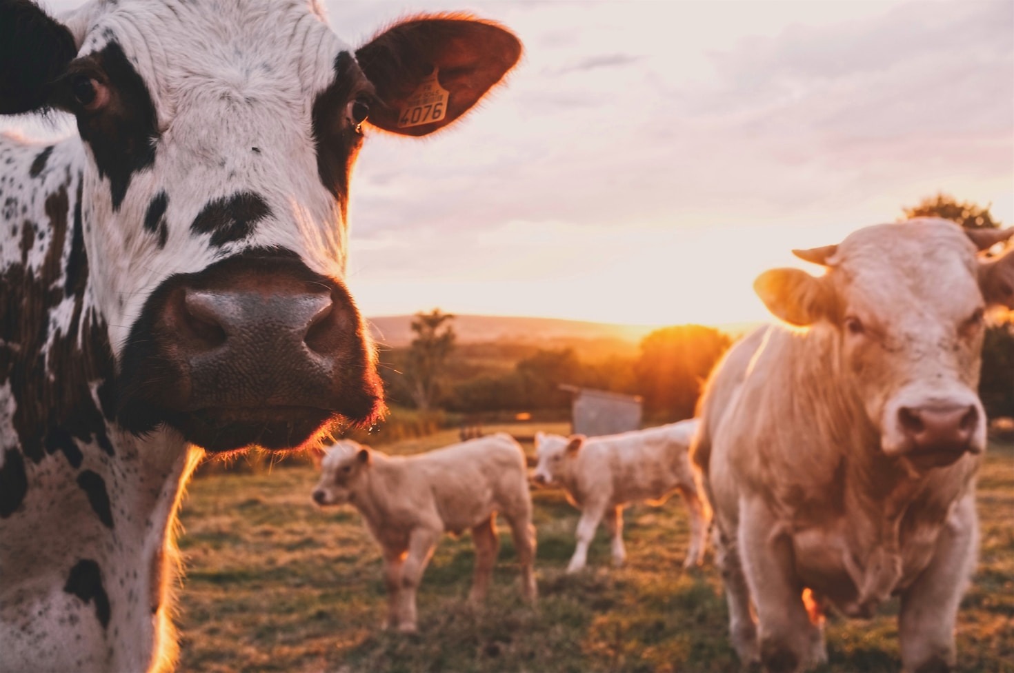 Life on the McClellan Family Farm